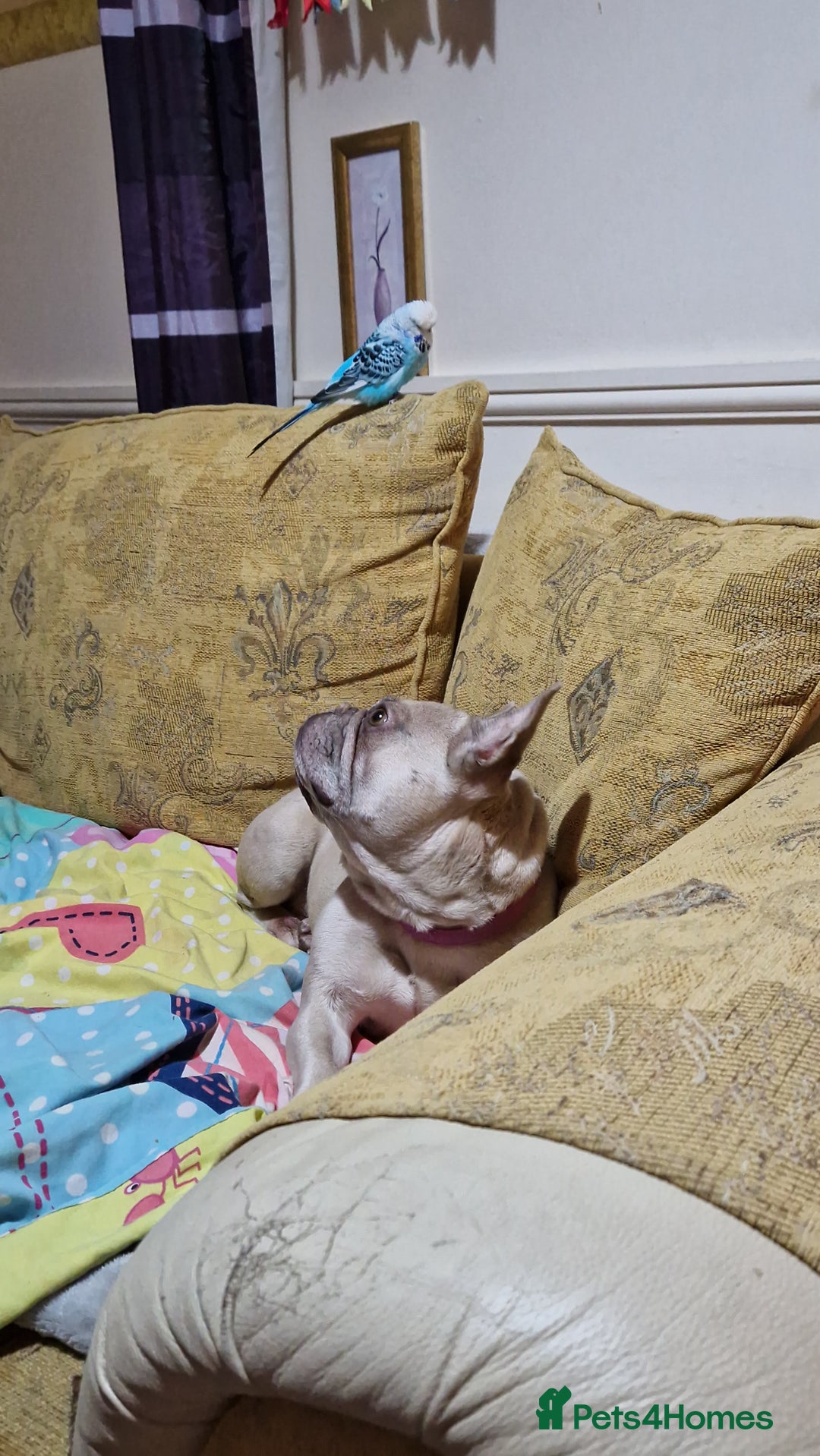 French Bulldog dogs for sale: Kc registered french bulldog dog . - Advert 8
