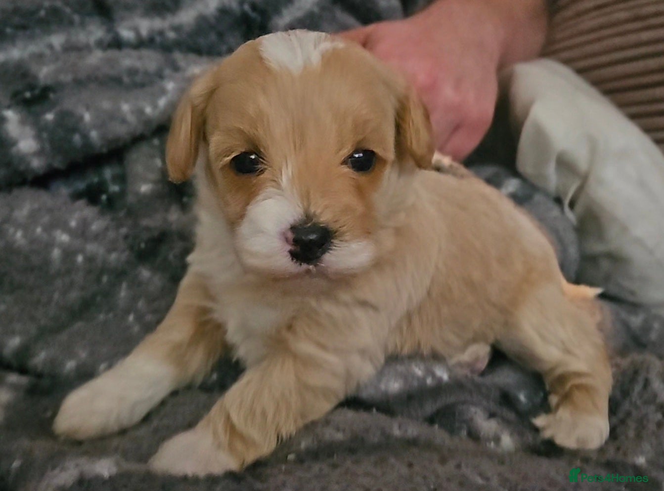 Mixed Breed dogs Beautiful Stunning Westiepoo Puppies - Advert 18