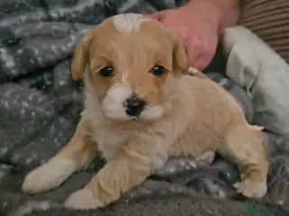 Mixed Breed dogs Beautiful Stunning Westiepoo Puppies - Advert 1