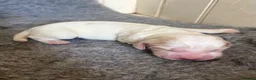 Cocker Spaniel dogs for sale: Beautiful litter of Working Cocker Spaniels - Advert 8