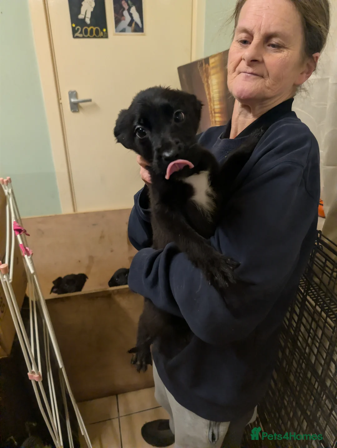 Mixed Breed dogs for sale: Cane corso x German shepherd pups  - Advert 19