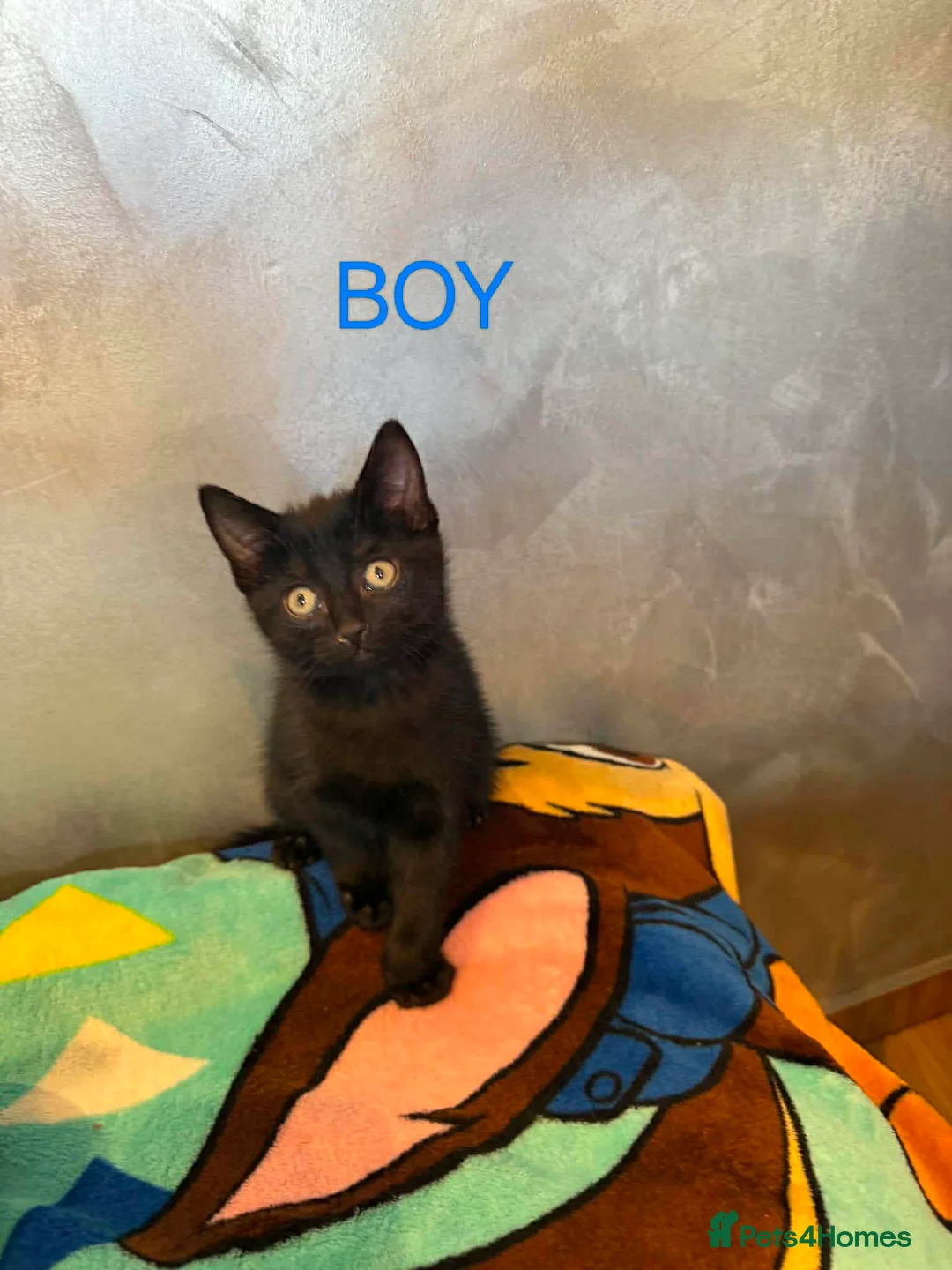 Mixed Breed cats for sale: Kittens  - Advert 2