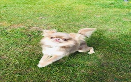 Chihuahua dogs for stud: Adorable long coat Chihuahua with 4 generations ❤️ in Dorchester - Image 5