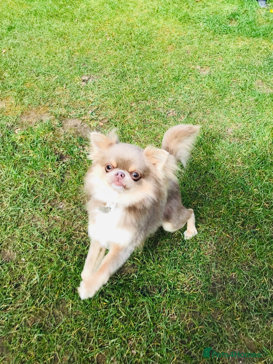 Chihuahua dogs for stud: Adorable long coat Chihuahua with 4 generations ❤️ in Dorchester - Image 5