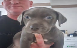 Mixed Breed dogs for sale: AMERICAN BULLY X LABRADOR - Image 2