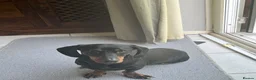 Dachshund dogs for sale: Adult Dachshund female  - Advert 6