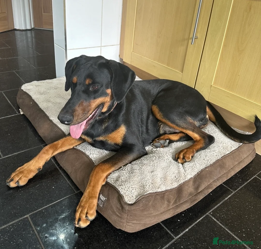 Dobermann dogs for sale: Beautiful Dobermann puppies for sale - Advert 2