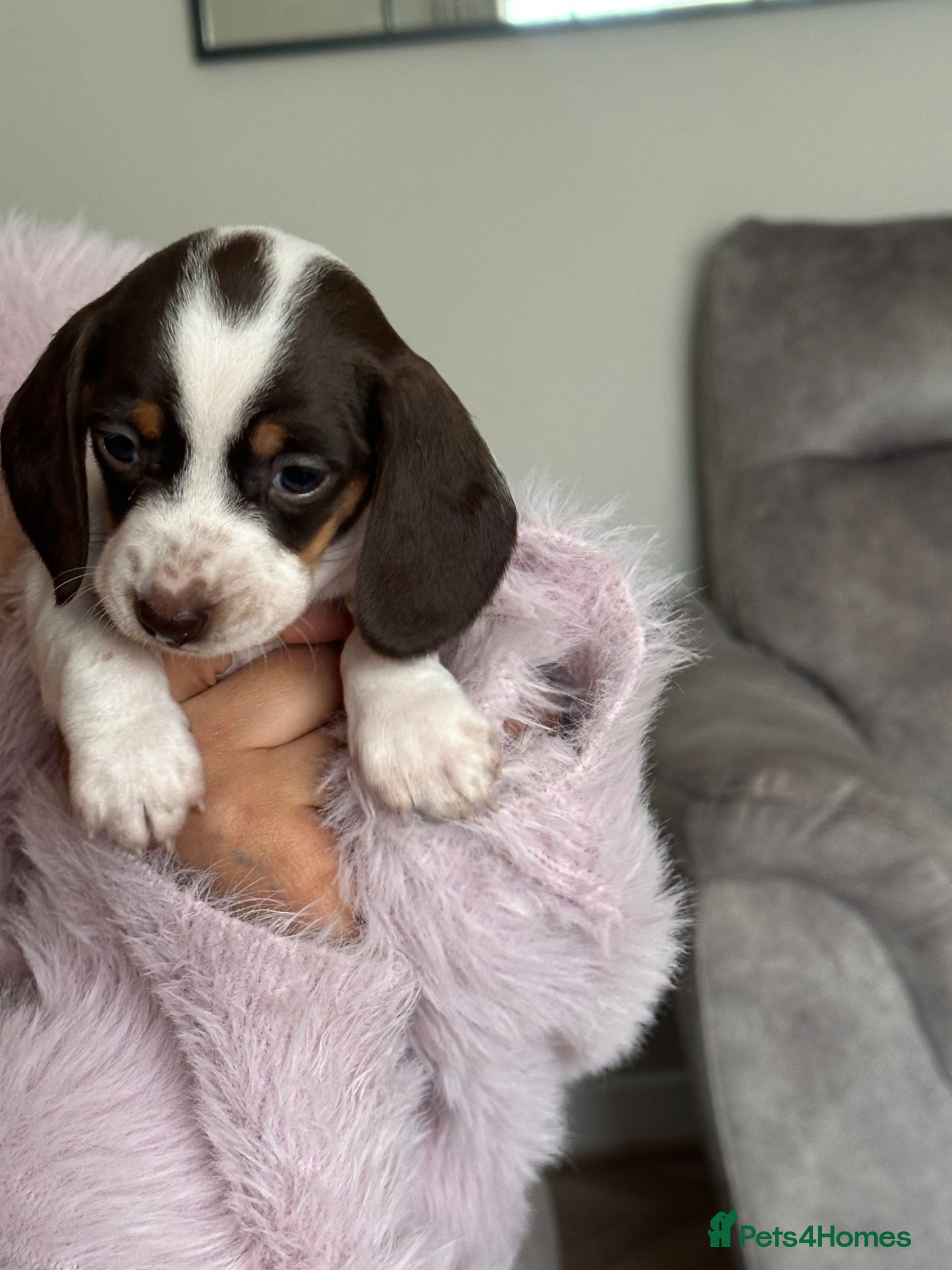 Miniature Dachshund dogs Miniature dachshund - Advert 4