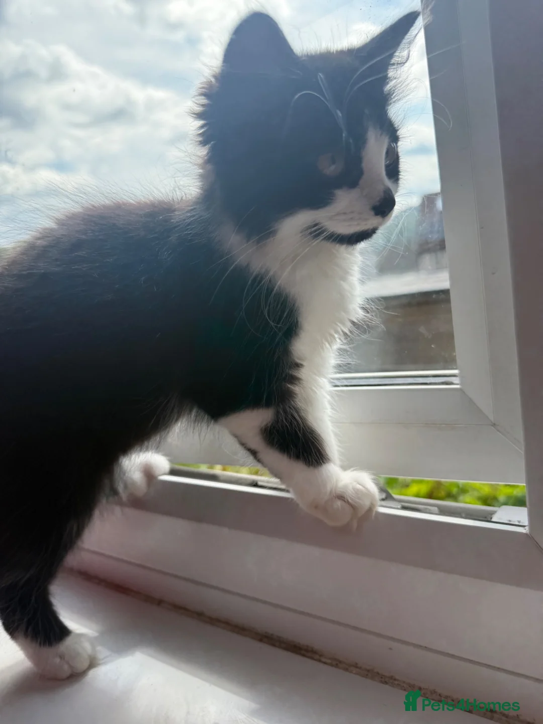Mixed Breed cats for sale: Fluffy female kitten - Advert 2