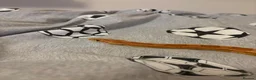 Corn Snake reptiles for sale: Friendly corn snake in Rye - Advert 17