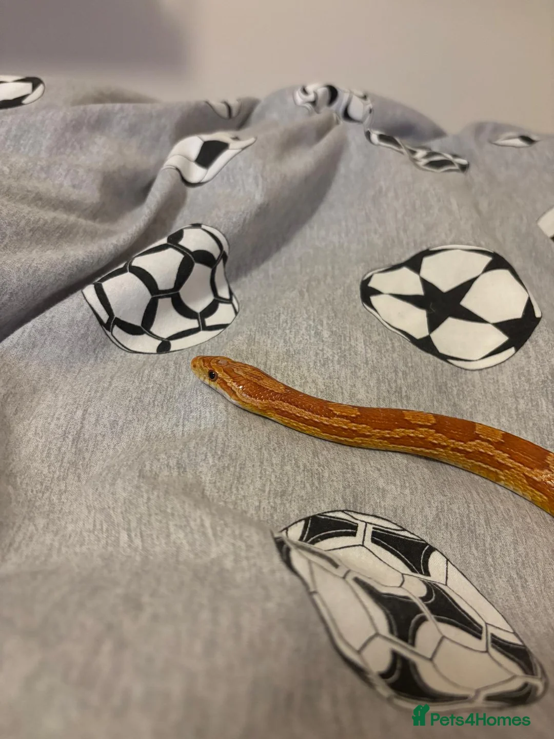 Corn Snake reptiles for sale: Friendly corn snake in Rye - Advert 17