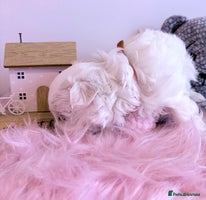 Maltese dogs 🌟🌟Full Korean Baby pups🌟🌟 - Advert 2