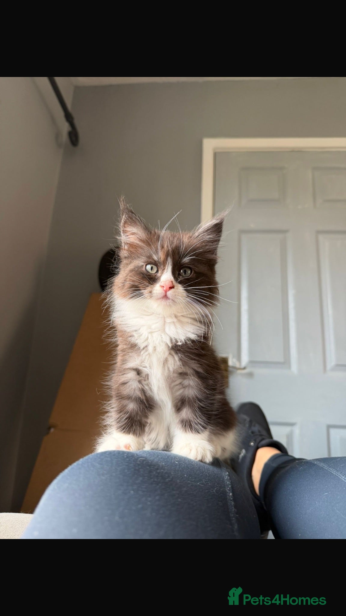 Maine Coon cats READY TO GO🏡🏡 Gaint mainecoon babies - Advert 1