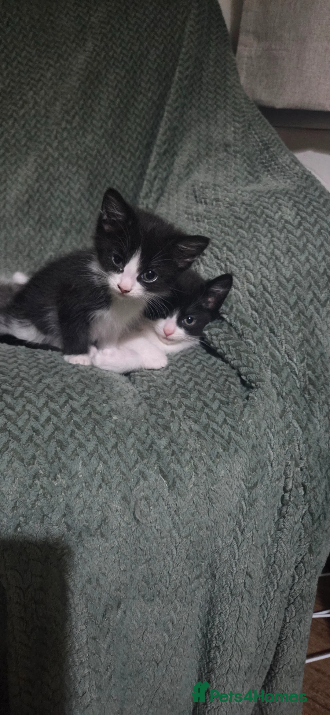 Mixed Breed cats for sale: Kittens - Advert 5