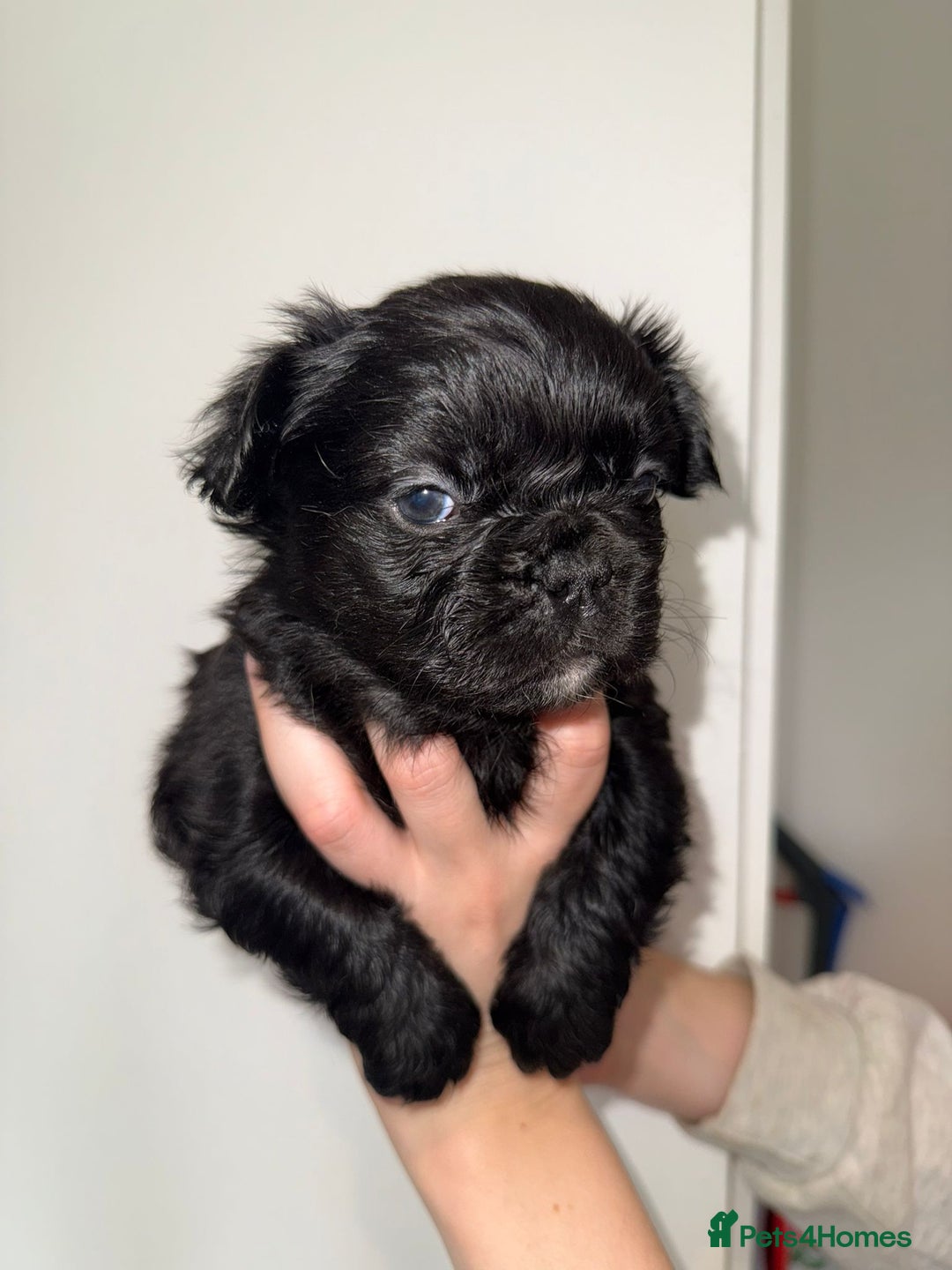 French Bulldog dogs for sale: Fluffy french bulldogs puppies - Image 3