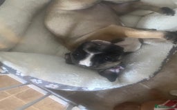 Mixed Breed dogs for sale: British bulldog x french bulldog female - Image 1