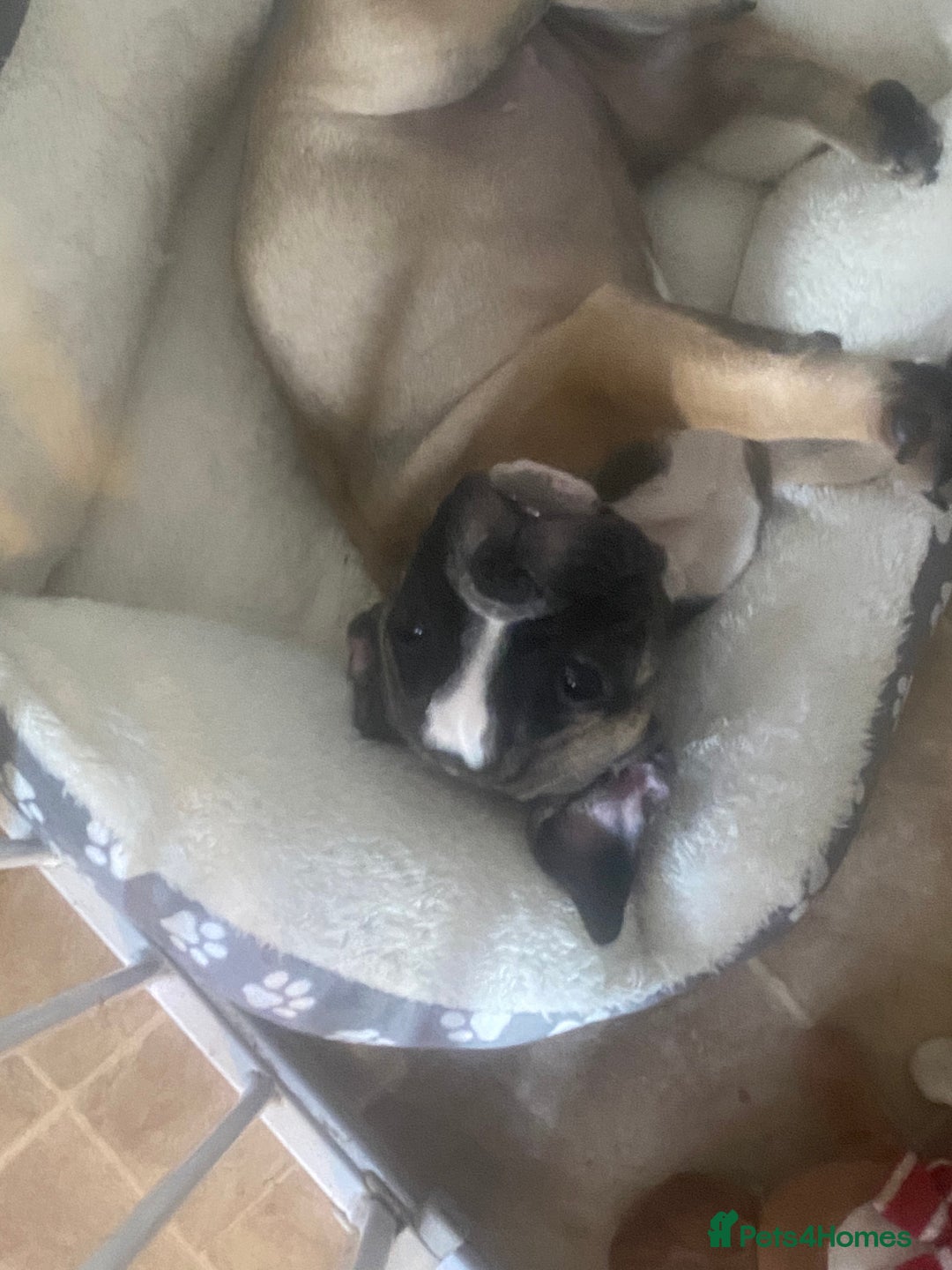 Mixed Breed dogs for sale: British bulldog x french bulldog female - Image 1