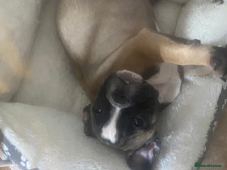 Mixed Breed dogs - Advert 10