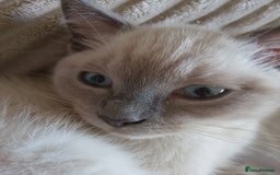 Ragdoll cats for sale: Ragdoll and BSH rare colour kittens (5 left) - Image 3