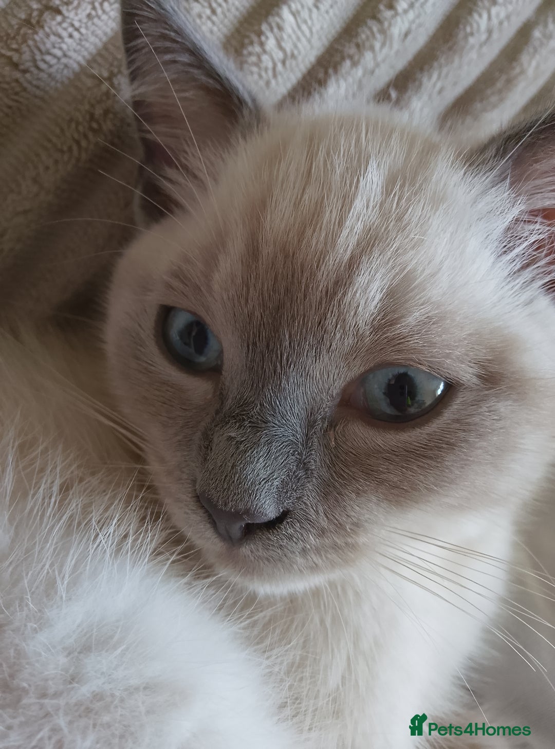 Ragdoll cats for sale: Ragdoll and BSH rare colour kittens (5 left) - Image 3