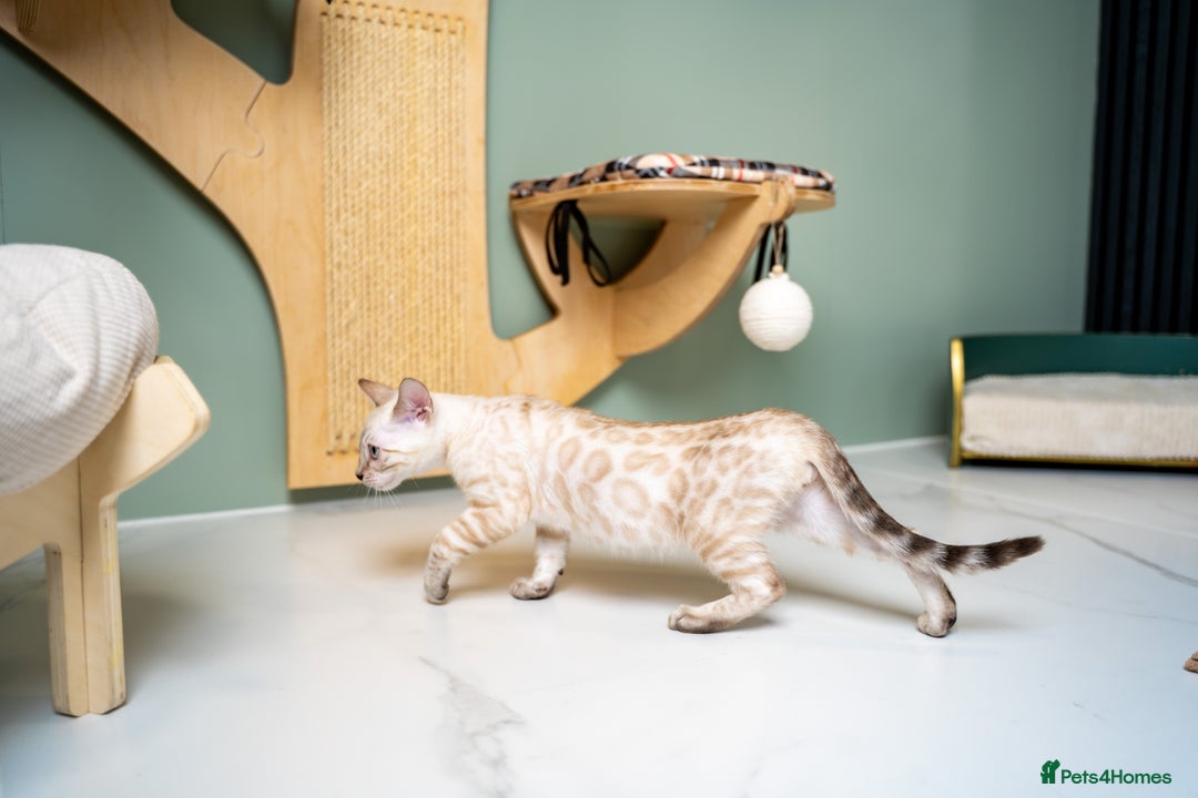 Bengal cats for sale: SNOW LYNX PURE BENGAL BOY-Frankie-Top Personality - Advert 24