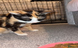 Mixed Breed cats for sale: Mother and daughter  - Image 3