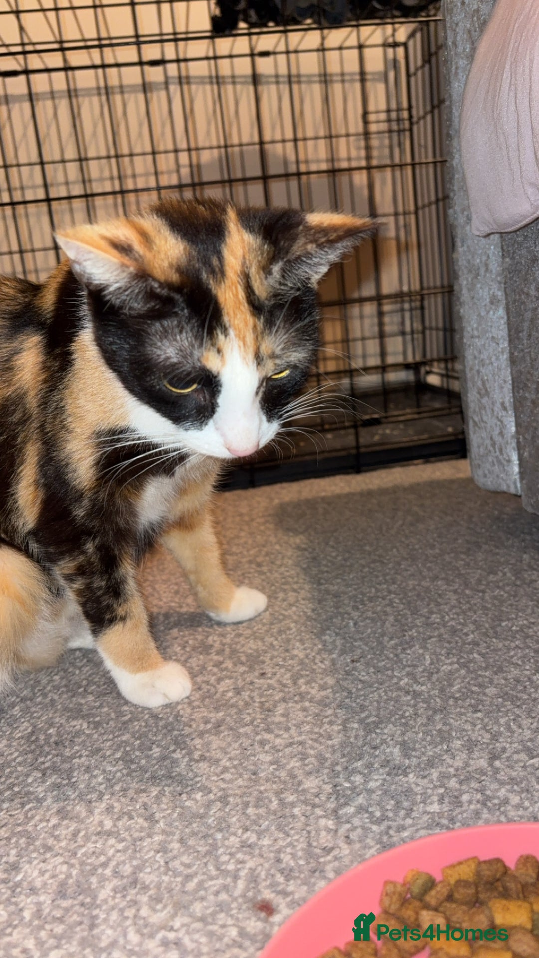 Mixed Breed cats for sale: Mother and daughter  - Image 3