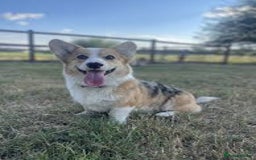 Welsh Corgi Pembroke dogs for sale: Forever loving pembroke corgi  - Image 4