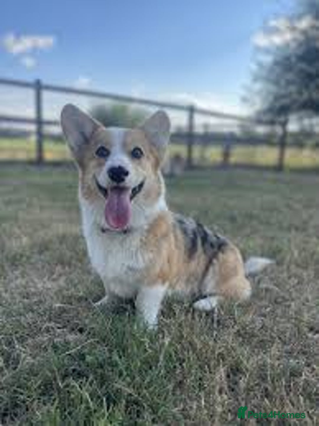 Welsh Corgi Pembroke dogs for sale: Forever loving pembroke corgi  - Image 4