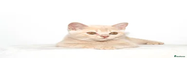 Cream British Shorthair Boy