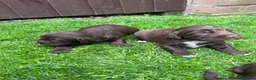 Sprocker dogs for sale: Beautiful sprocker puppies  - Advert 8