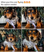 Miniature Dachshund dogs Quality miniature daschund - Advert 6