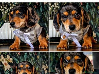 Miniature Dachshund dogs - Advert 4