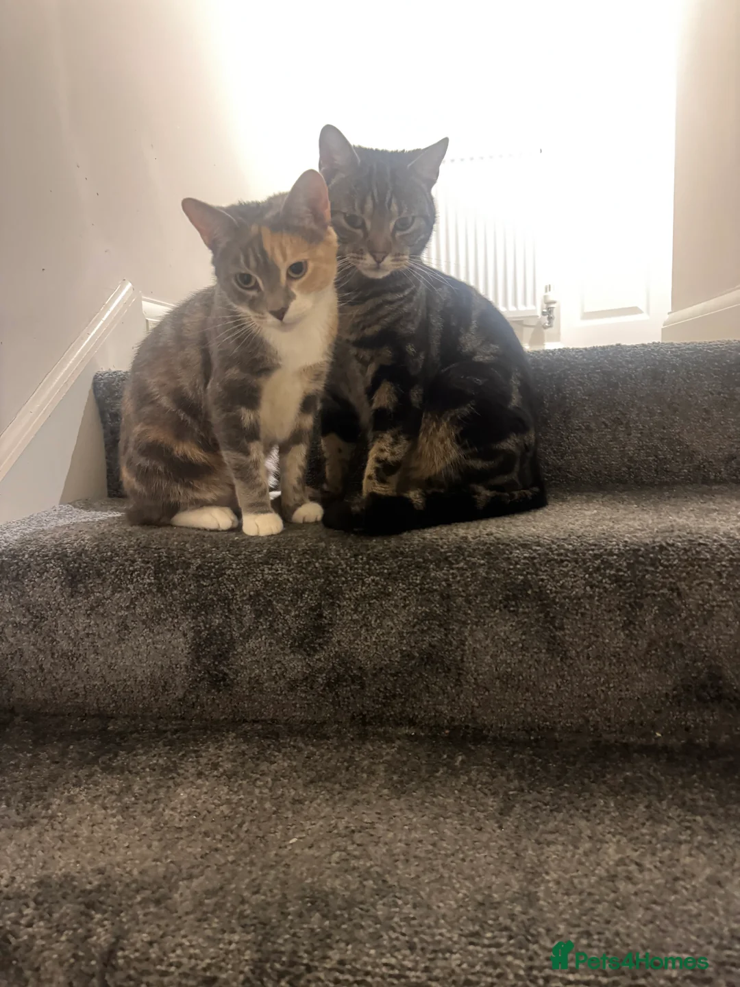 Domestic Shorthair cats for sale: 2 ginger males 1 female - Advert 1
