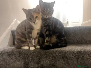 Domestic Shorthair cats 2 ginger males 1 female - Advert 10