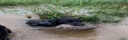 Labrador Retriever dogs for sale: Kc registered pedigree working labradors  - Advert 3