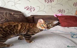 Bengal cats for sale: Beautiful female bengal - Image 3