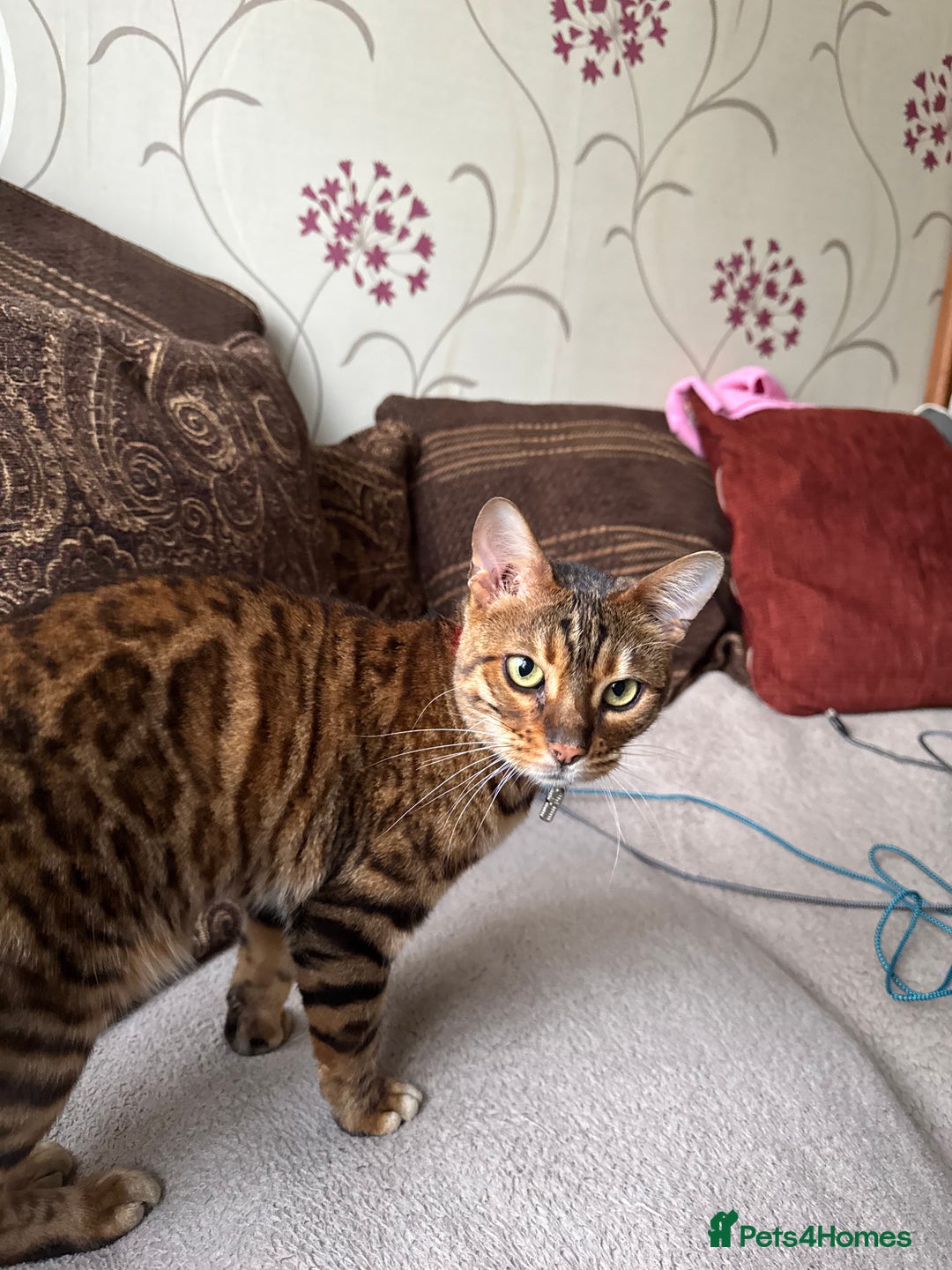 Bengal cats for sale: Beautiful female bengal - Image 3