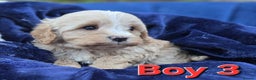 Cavapoo dogs for sale: Health Tested Quality F1 Cavapoo Puppies.  - Advert 15
