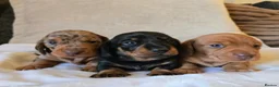 Miniature Dachshund dogs for sale: Beautiful Dachshund Puppies looking for new homes in Grimsby - Advert 2