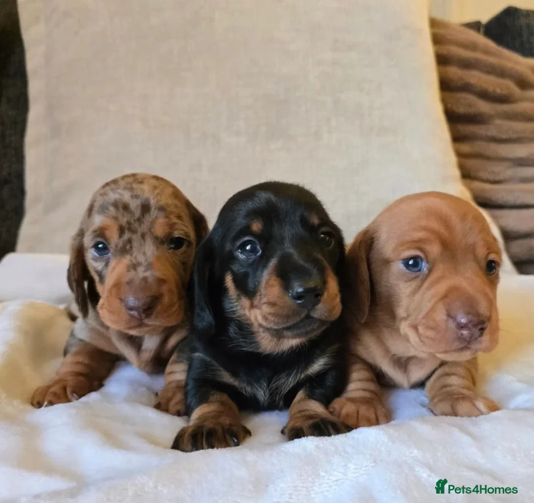 Miniature Dachshund dogs for sale: Beautiful Dachshund Puppies looking for new homes in Grimsby - Advert 2
