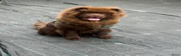 Chow Chow dogs for sale: Chunky chow  - Advert 5