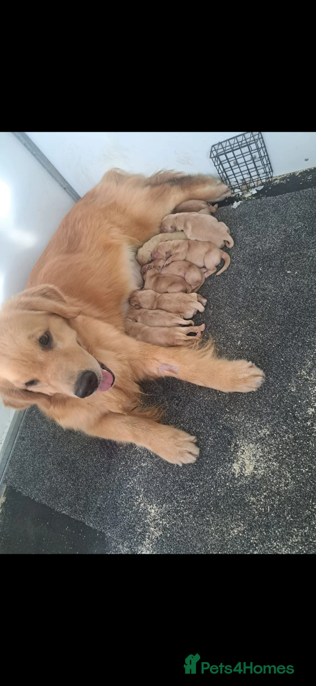 Golden Retriever dogs for sale: Outstanding American Golden Retrievers - Advert 1