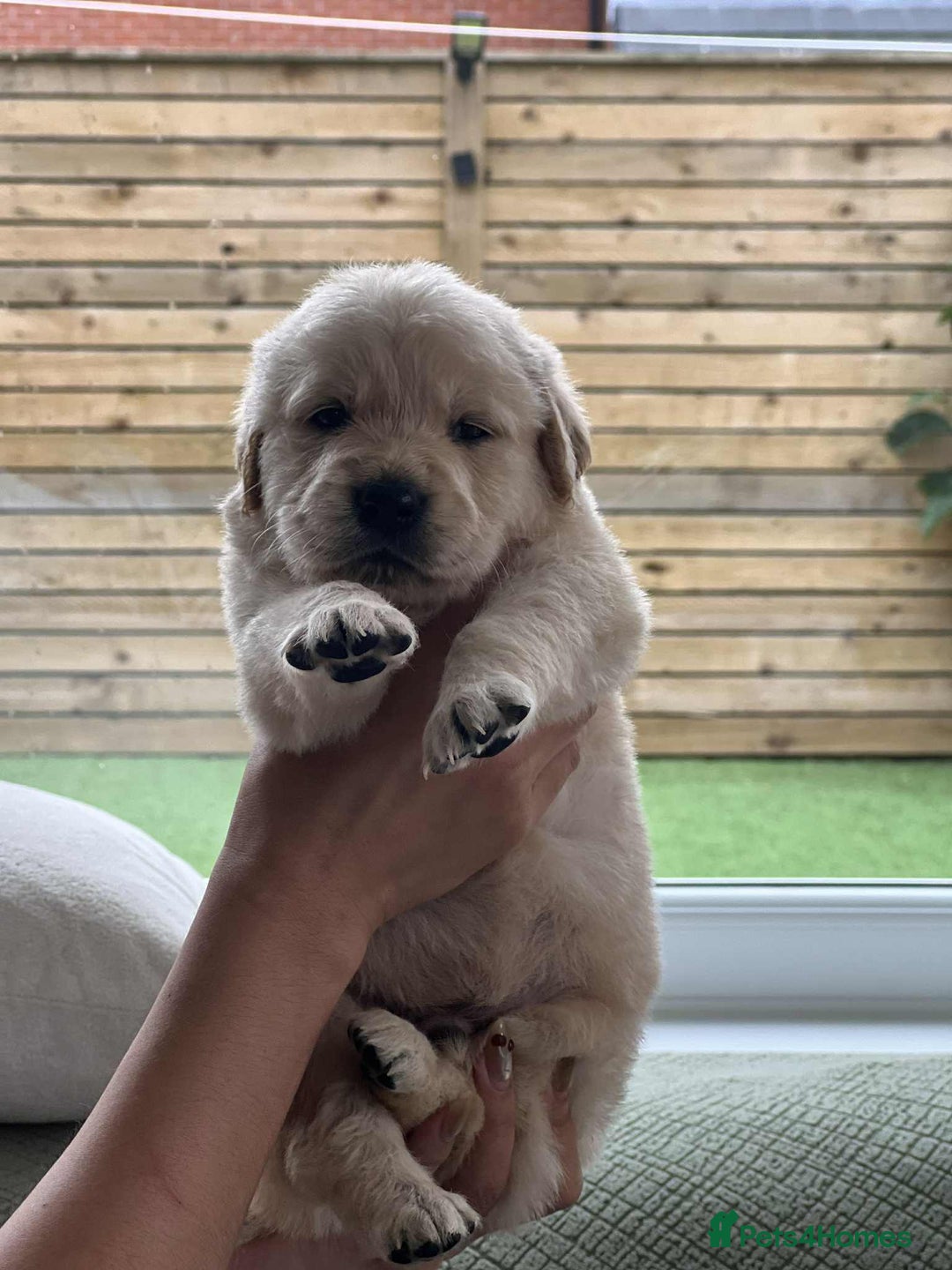 Golden Retriever dogs for sale: Golden Retriever Puppies. Health tested parents. - Image 24
