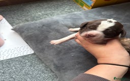 Sproodle dogs for sale:  Gorgeous F2 Sproodle Puppies – Family Raised  - Image 12