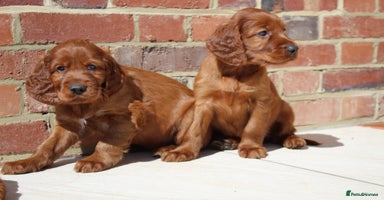Irish Setter dogs - Advert 8