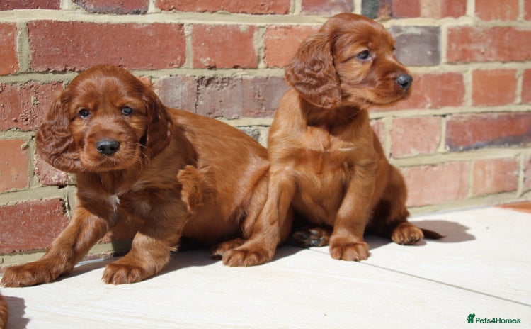 Irish Setter dogs - Advert 1