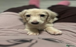 Miniature Dachshund dogs for sale: Long haired English cream male mini dachshund  - Image 2