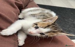 Mixed Breed cats for sale: Gorgeous kittens available please read  - Image 10
