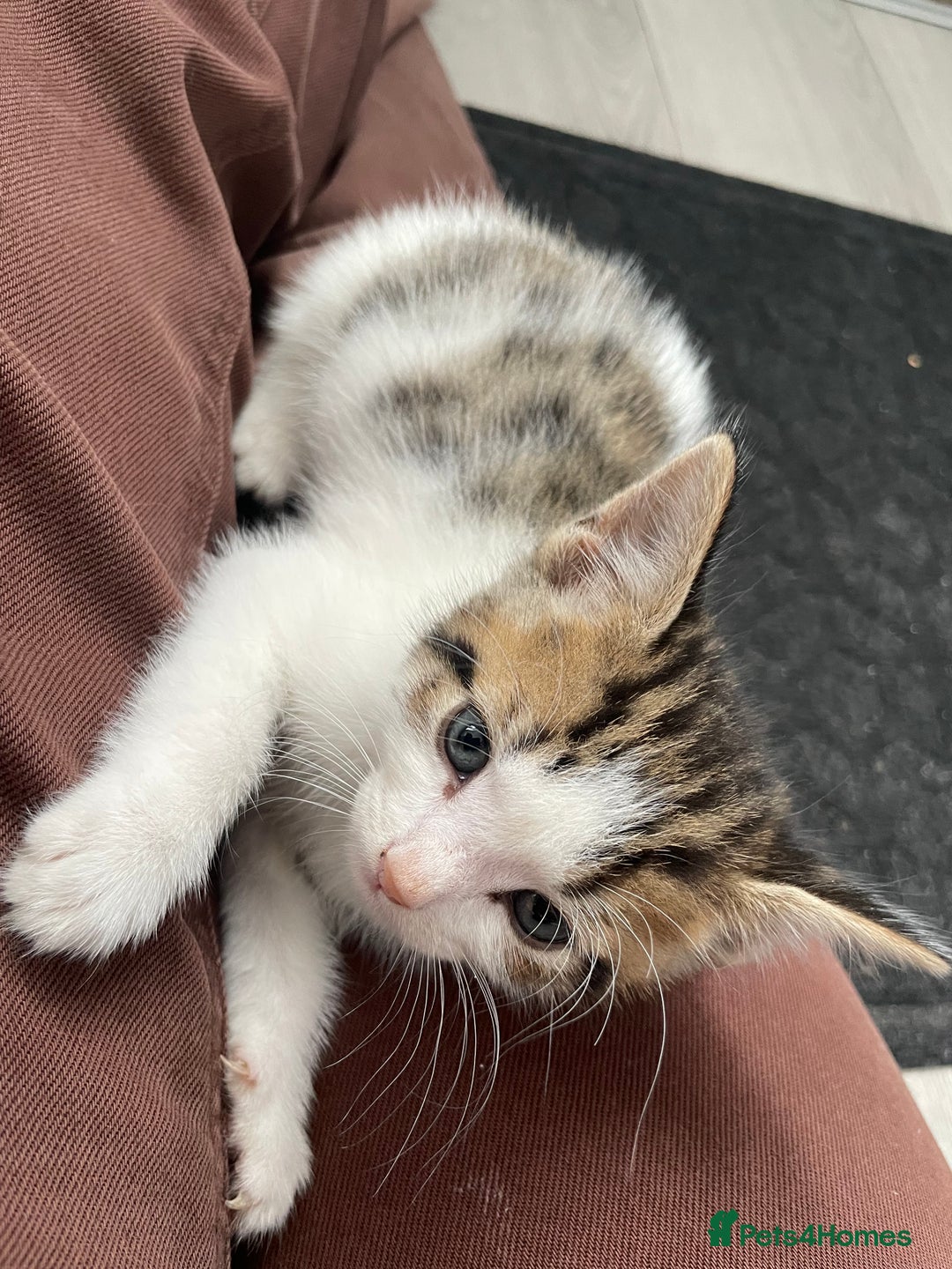 Mixed Breed cats for sale: Gorgeous kittens available please read  - Image 10
